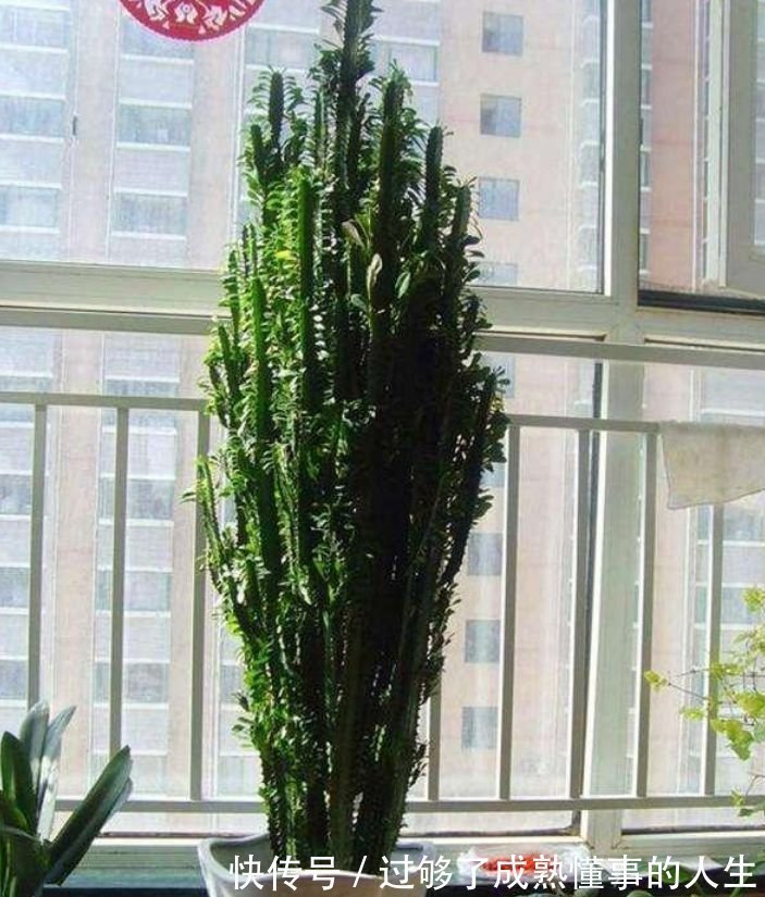 彩叶芋|4种花养在家里,一整年都有好运气,日子红火财运滚滚,好看极了