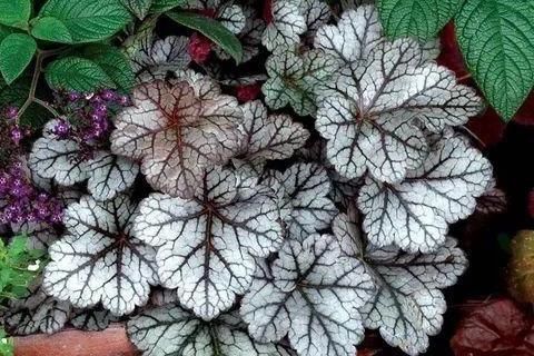 爆花|5种“耐寒花”，趁着秋天种一盆，爆花3个月，冬天不寂寞