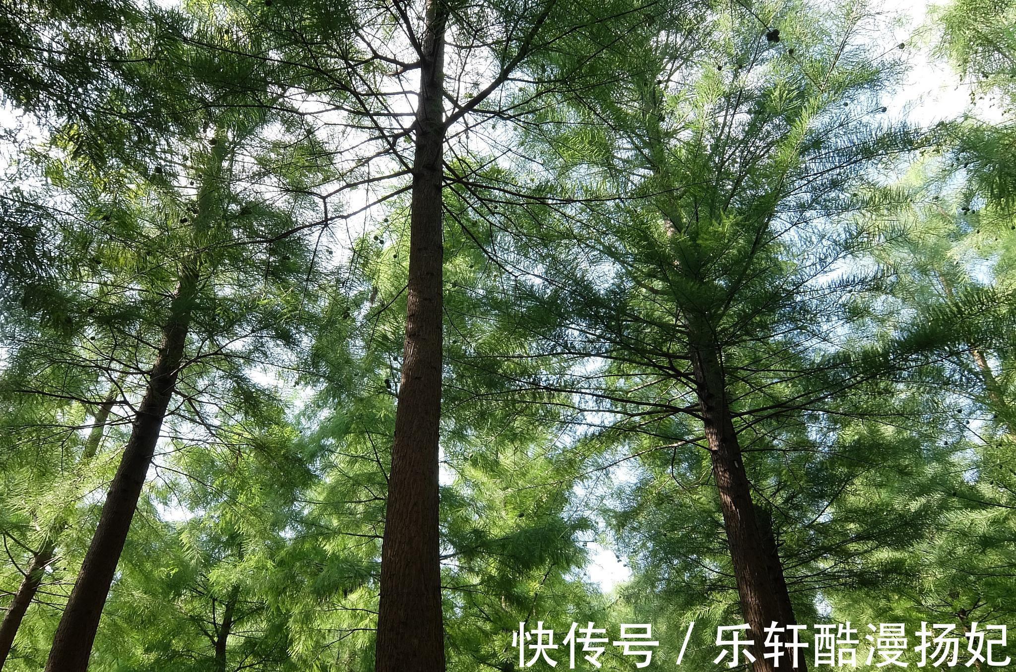 手工|哈尔滨藏了间纯手工老式烧饼铺