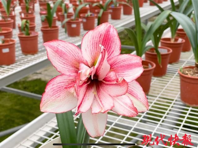 咬唇妆、初恋妆、渐变妆……在春天邂逅“美女”朱顶红