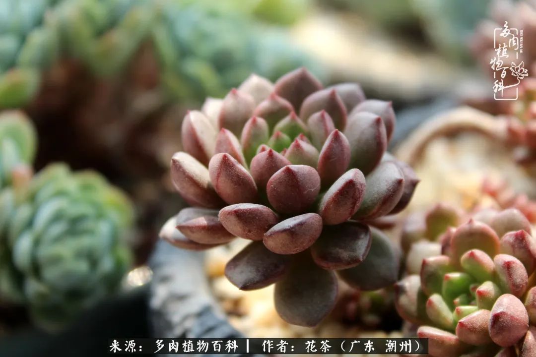 放松心情，静享愉悦，阳光下的多肉是最美的！