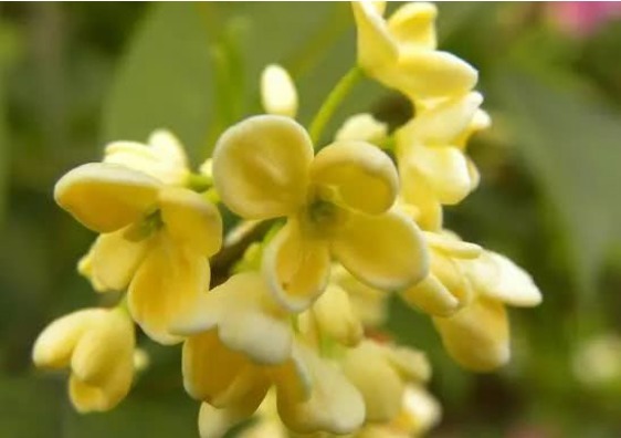 禁忌|17岁女生因一壶蒲公英水,送入医院,提醒蒲公英泡水有4大禁忌