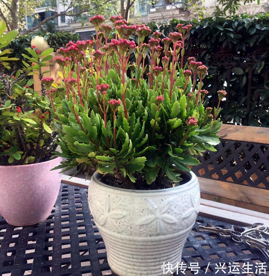 什么花就用什么花盆,选对了花盆,养啥花都能长得好