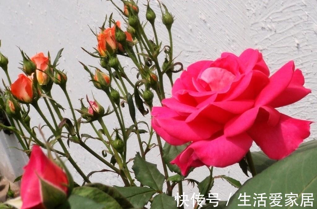 茶花|3种花，进入9月容易“饿”，多晒太阳，施对肥，很快开出碗大的花