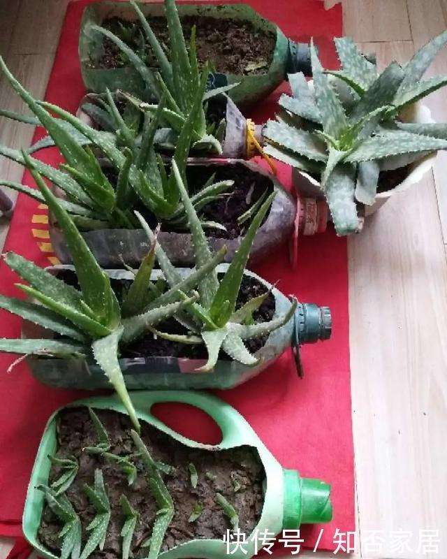 特别好养|养花技巧:折腾不死的25种花,咋养都爆盆,懒人最适合