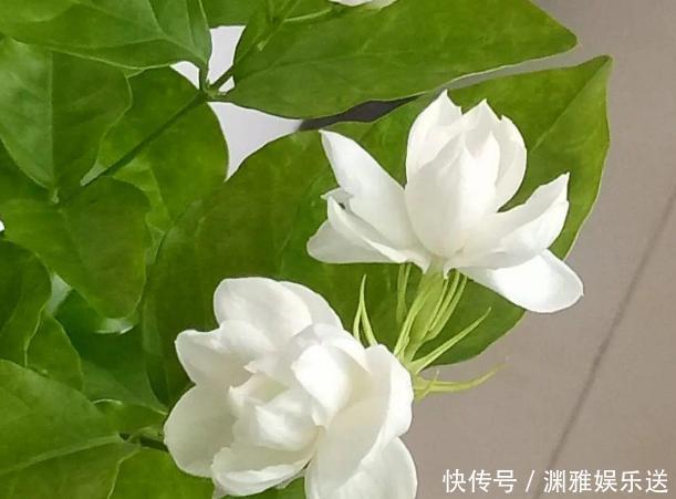 想贪便宜又想养花,冬天就买这3样盆栽,来年开春嗖嗖开花