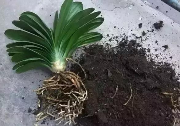 家中的花“快死了”怎么办只要一粒“药片”,便可起死回生!