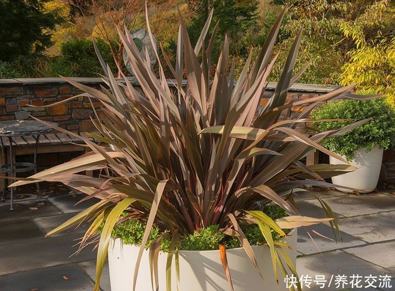 观赏草|6种绝佳的盆栽观赏草，买点种子就可以培育，新手园丁也可练练手