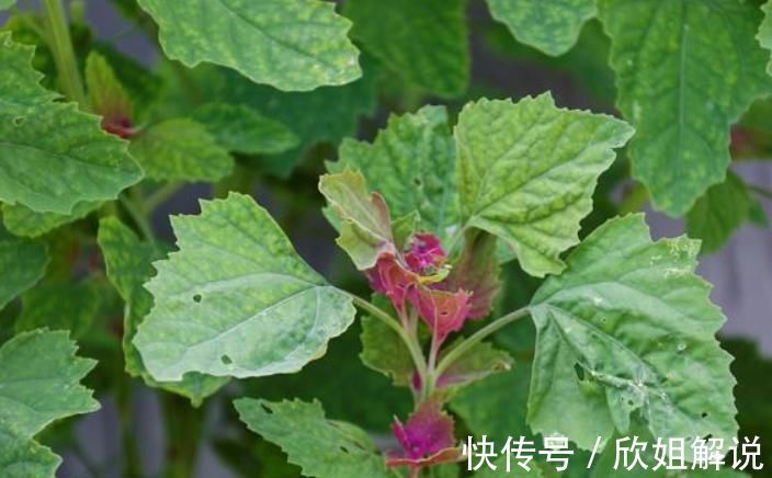 预防贫血|农村最多的一种野菜，叶子嚼两口能除口臭，后悔知道晚了