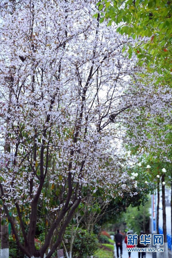 中年|春景繁花秀