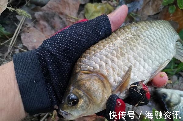 钓鱼|这东西1块钱1个,用来钓鱼很不错,比某些商品饵料还给力,别错过