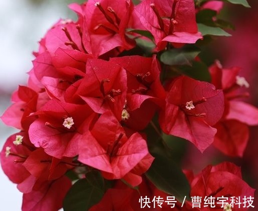 三角梅|养花就养能“爬墙”的，花开密集繁茂，花色红艳，养在阳台美极了