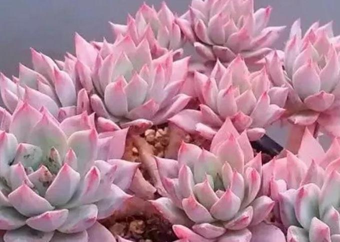 多肉粉蓝鸟怎么养，掌握5点，养出仙气飘飘的状态美极了