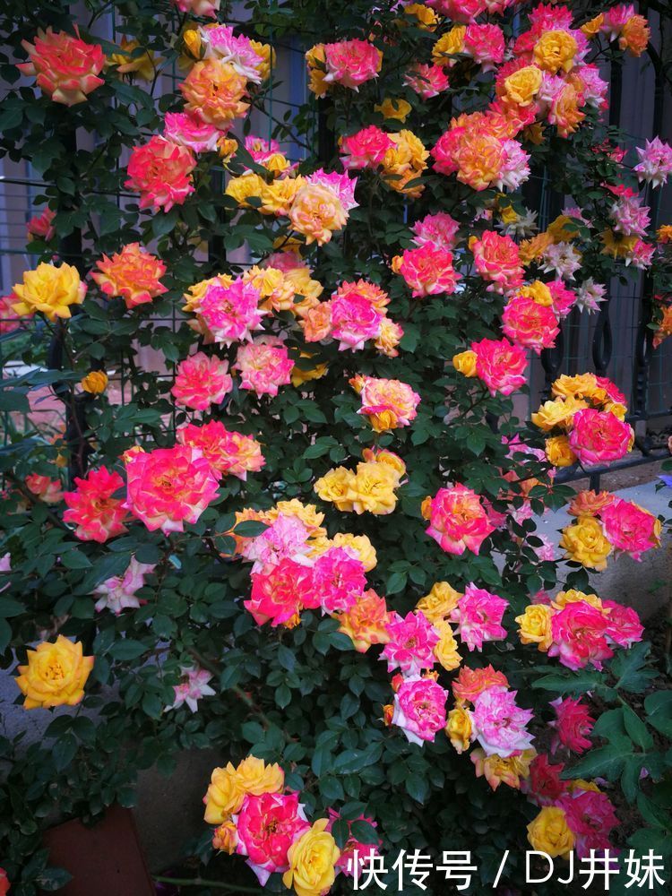 5种花很漂亮,好养易活,名字超好听,花更漂亮,花一开美翻天