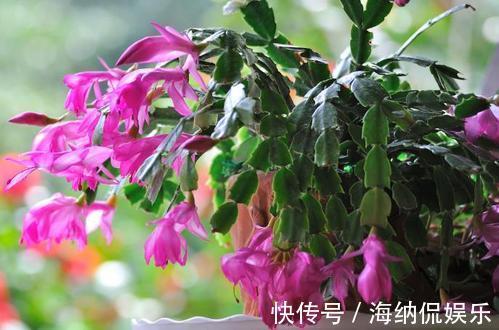 电视机|家里2个地方,千万别养花,养了也搬走,可不能忽视!