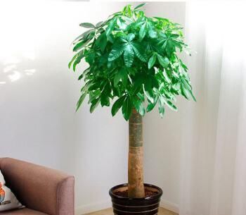 客厅养花就选此5种，不但好养易活，而且大气耐看还旺财