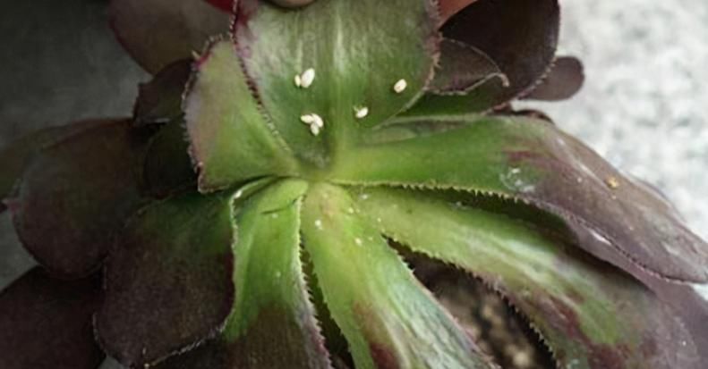 蚧壳虫|解决多肉长蚧壳虫有套路，这4个方法，一学会就能轻松搞定