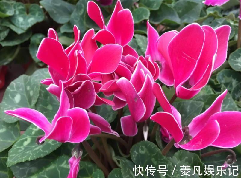 2种漂亮的球根花卉,夏天枯萎也别扔,秋凉后还能再次开花,惊喜