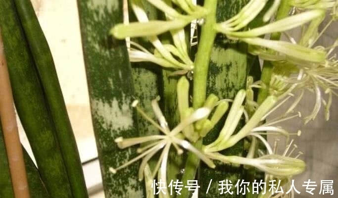 万物生长|想要虎皮兰开出花,记着“3多1少”,开花就是这么简单