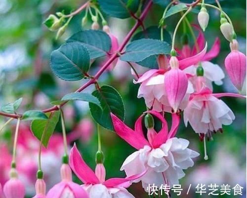 4种福运花,自带福气好养活,谁见了都喜欢,婀娜多姿