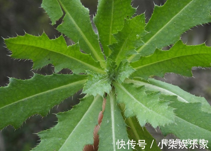 刺儿菜|年纪大点的人都知道是种很好的野菜，能遇到的话就有福气了！