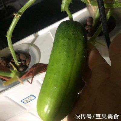 黄瓜|这么美味的凉拌黄瓜都没吃过？你的人生不完整