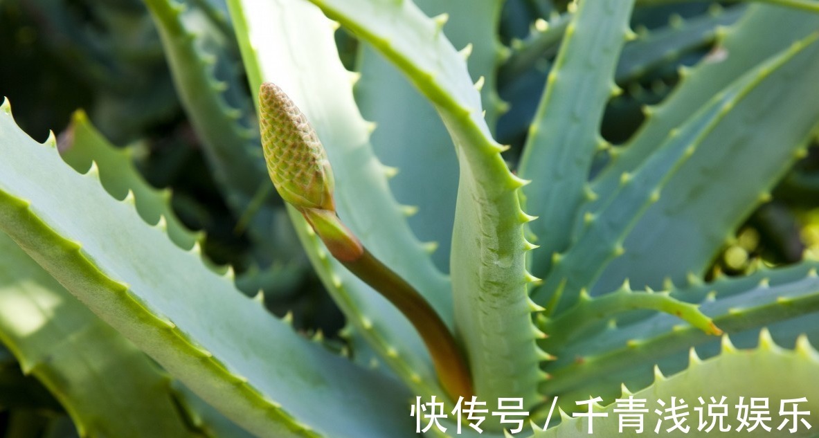 仙人掌|家里必须养的5种花卉盆栽,让身体远离病痛,还能省下买药钱