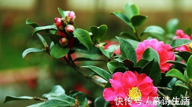 这“3种花”最好扦插,“掰枝条”插土里就能活,花友看了都羡慕