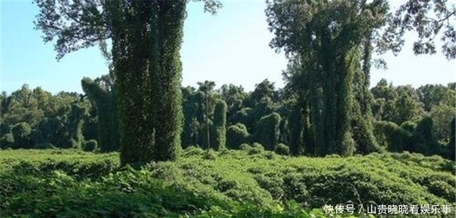 美国偷偷引进日本物种,200年后泛滥成灾,在中国却被轻松解决