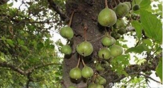 可口|奶奶家种的这种树,切一刀后流出白色“液体”,果子非常可口