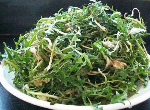 “蒲公英的约定”这种常见的野菜原来还有清肠的作用！