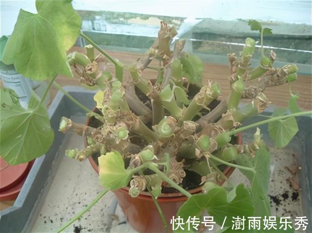 分枝|五一之后,5种“漂亮花”,开完赶紧剪,剪的越狠,下一茬花越多