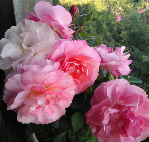  不用担心|养月季，冬天“巧修剪”，来年开花翻3倍