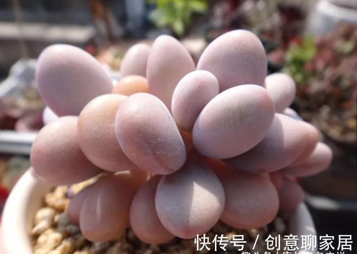 桃蛋|多肉桃蛋真有两种?是的,还有一种粉更厚颜色更紫,它又叫桃精灵