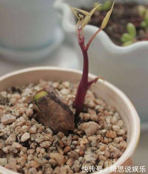 心血|老妈心血来潮在家里盆栽芒果，没多久长成这样，邻居都来偷着学！
