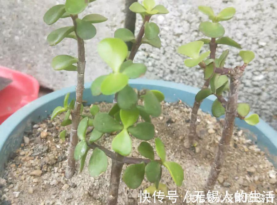 金枝玉叶修剪教程，剪下的枝条扦插，一盆变多盆