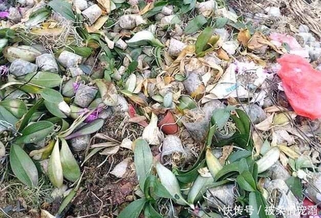 年前年后,就去这个地方捡花养,不花一分钱!