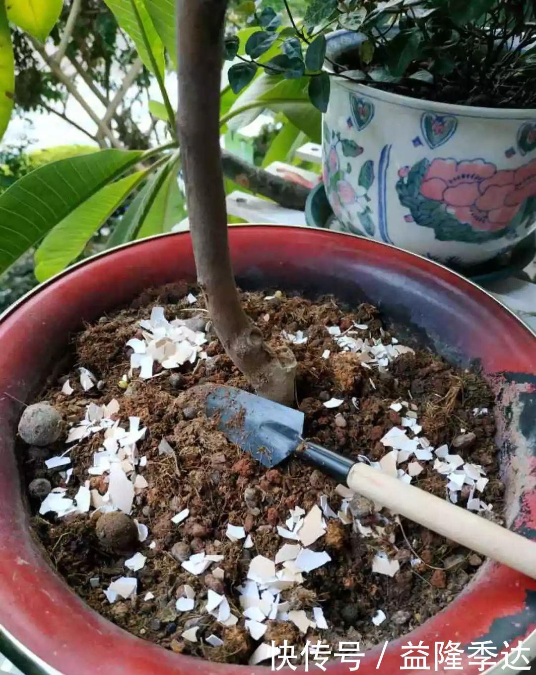 煤渣|家里吃剩的果皮，拿来养花嗖嗖长，不黄叶、开花多