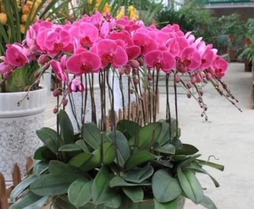 蝴蝶兰开完花不要扔，这样处理一下，还能再次开花