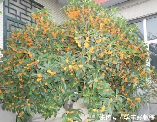 给桂花树施肥有“三个时期”和“四忌”之说,养桂花不能不了解!