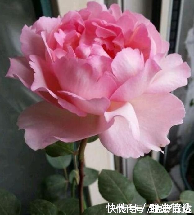 一养就上瘾的几种花，婀娜多姿，绚丽多彩，美到让人窒息！