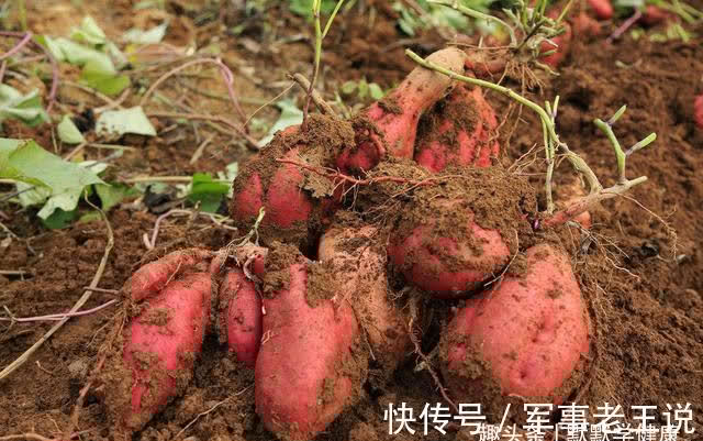 身体|立秋后,提前准备这些食物,补一补夏季过后气血虚的身体