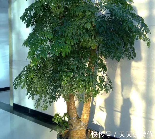 盆栽|有“讲究”的人都喜欢这“3种树”,叶多枝壮,摆在家中纳福养人