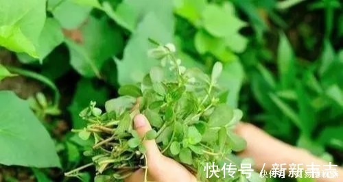 降压王|高血压少服药！这4种食物是“降压王”，一天吃一点，轻松降血压