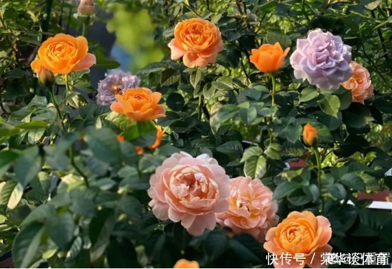 酸性|天生爱淋雨的花，多淋几次，连肥料都省了