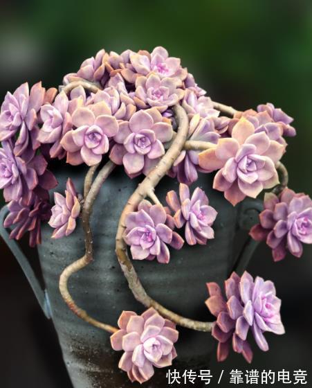 多肉紫乐掉叶子长不好?简单几步,恢复生长爆侧芽,养成小老桩