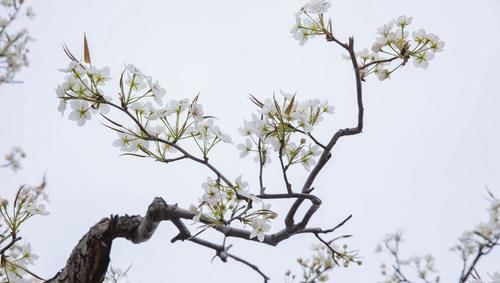 【花消息】幽幽清香千树雪 崂山大河东梨花开