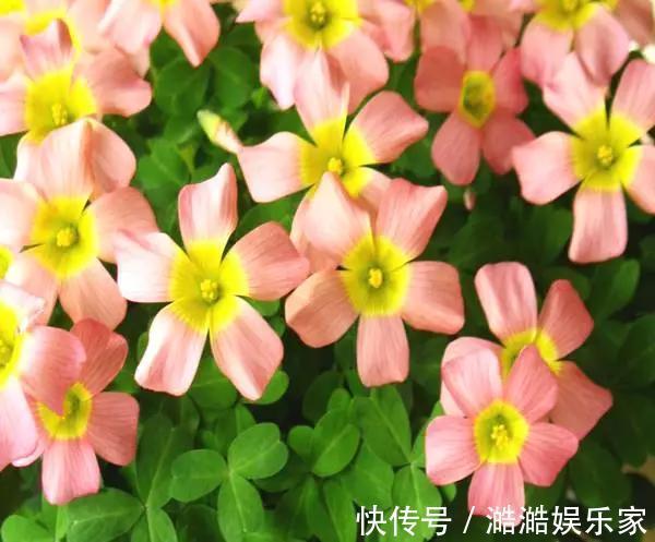 养花杀手养啥养不活这些花寓意好、皮实好养活,附养花技巧!