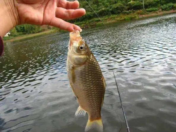 秋季廉价鲫鱼窝,却是最好的聚鱼窝料,这五样东西混合就行