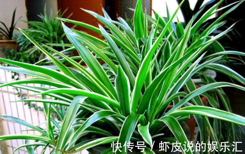 补充|王大叔养吊兰,轻松养成“瀑布”,全靠对“这方法”的熟悉